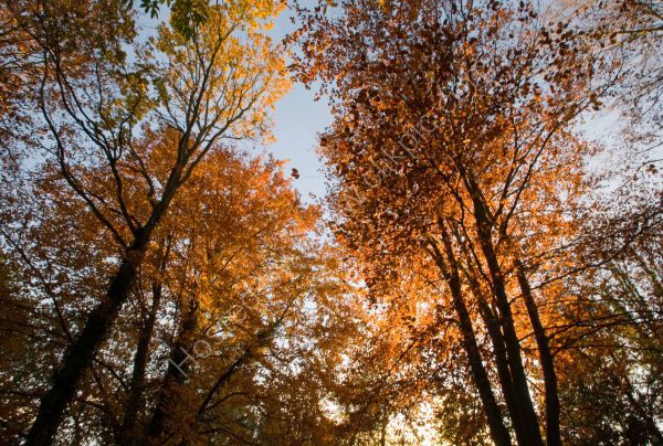 Autumn trees, Holt Country Park
